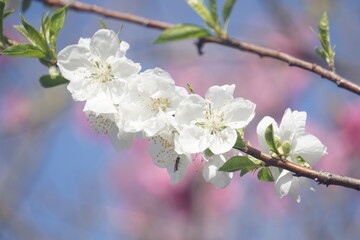 桃の花
