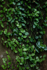 Green plants creeping on the Wall