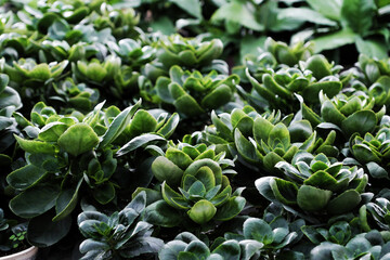 Top view inside garden of flower plant, many flora growing in green