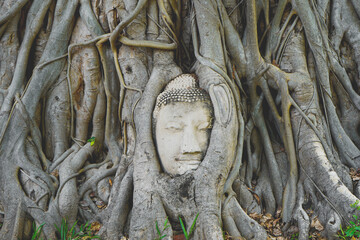 The Beauty above the land of the hundred-year-old Buddha head in the root of the Bodhi tree  is unseen Thailand and unesco  world heritage site.                           
