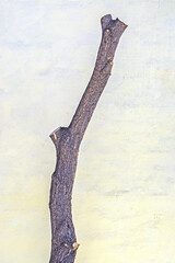 The trunk of a tree with cut branches on the background of a yellow wall