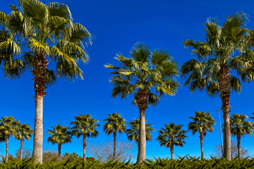 country club palm trees landscaped palms tree lined palm springs rodeo drive beverly hills luxury...