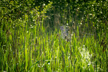 Sunny day in a wild reed field. Bright green leaves, vibrant colors of summer, woodland clearing in Lithuania. Selective focus on the details, blurred background.