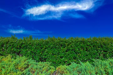 Gardinen formelle gartenhecke zaun wand gebüsch büsche sträucher hoch groß gepflegter landschaftlich gestalteter gartenhintergrund © DrewTraveler