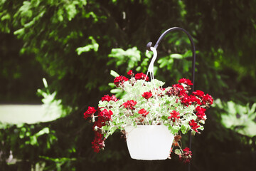 hanging white garden flower pot red blooming flowers green nature gardening spring bloom landscape