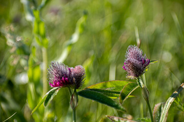 Wild trifolium flowers with dew drops. Small purple blooms, fluffy blossom, dark green leaves. Meadow view in Lithuania. Selective focus on the details, blurred background.