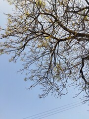branches against blue sky