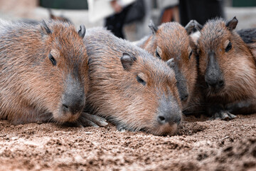 prairie dog eating