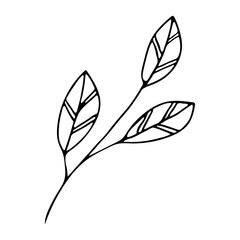 Hand drawn vector branch. Herb doodle isolated on white background. Botanical illustration for card, print, web, design, decor, logo.