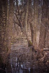 Wet bog and tall leafless trees. Water puddle in a forest, deciduous plant trunks with textured bark. Selective focus on the details, blurred background.