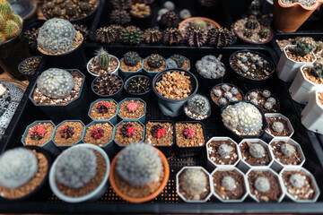 Cactus in a small farm at home