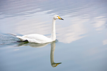 A majestic graceful white swan floats on a lake with smooth clear water.