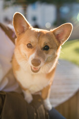 corgi dog in the park