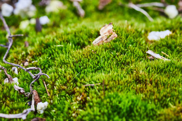 Macro of mossy ground with sticks