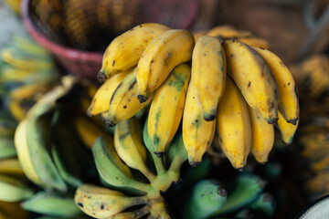 cultivated banana for processing ,Banana in the hand of the seller