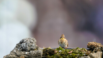 겨울