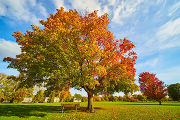 Bench underneath beautiful fall tree on gold course