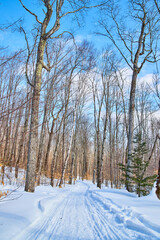 Forest hiking trail in winter covered in snow