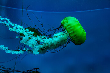 jellyfish swimming in sea water © xiaowei