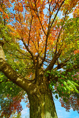 Fototapeta premium Large tree turning from summer to fall with orange leaves