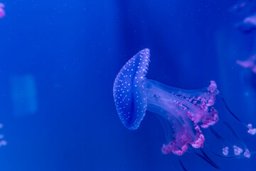 jellyfish swimming in sea water