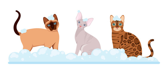 Cats in soap suds. Grooming. Cartoon design.
