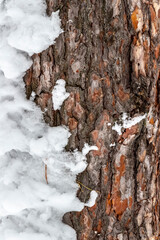 The bark of a snow-covered pine close-up.