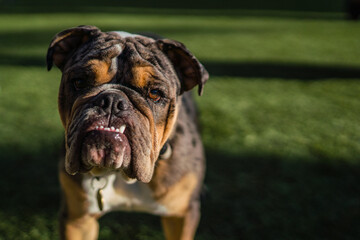 Fototapeta premium Bulldog running in the dog park
