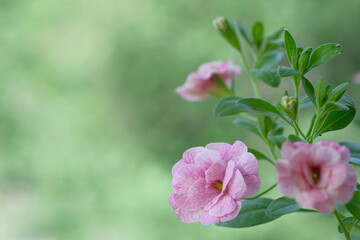Obraz na płótnie Canvas Small pink flowers and green leaves on a bush