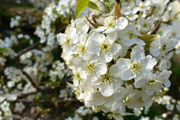봄에 활짝핀 배꽃들