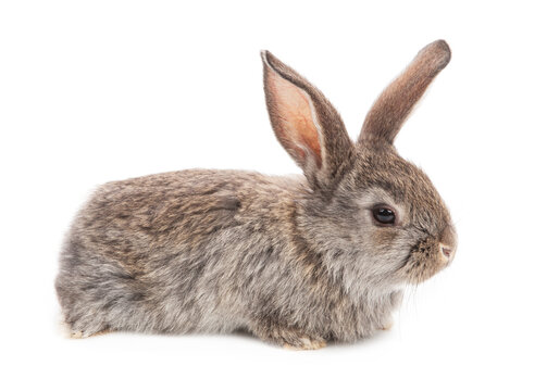 brown rabbit isolated on a white background