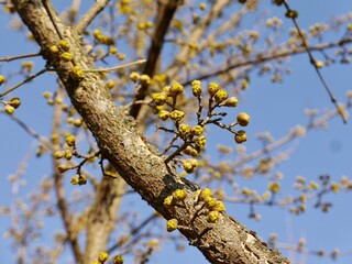 Cornus mas, the Cornelian cherry, European cornel or Cornelian cherry dogwood flower buds 