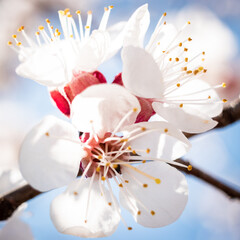 Fototapeta na wymiar Blooming pear tree close up in springtime in the countryside