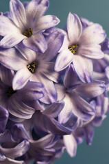 Hyacinth flower close up shot