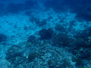 東ティモール　ジャコ島の海