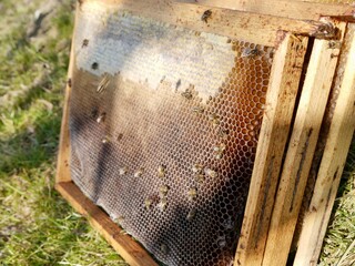 Naklejka premium bees on honeycomb frame