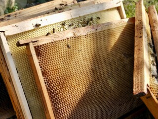 bees on honeycomb frame
