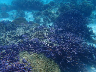 Fototapeta na wymiar 東ティモール　ジャコ島の海