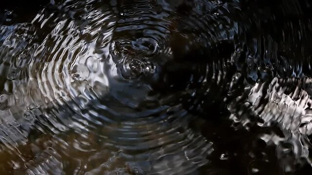 When the water strider creates waves on the surface of the water, the light reflects back and creates a beautiful melodic pattern.