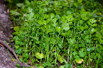 Close up fresh growing green coriander (cilantro) leaves in vegetable plot