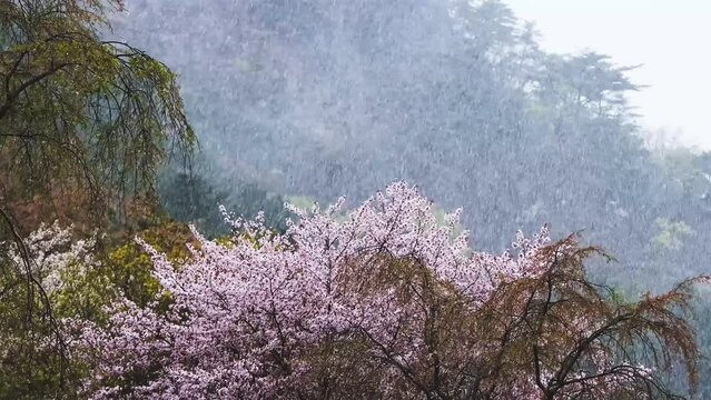 As if envious of a beautiful spring, the storm rages, the pouring snow, hail, and the cold weather shake the green mountains and cherry blossom trees.
