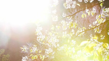 On a sunny spring day, the beautiful white cherry blossoms rustle in the gentle breeze, the bright sun and the fresh sound of birdsong in the forest