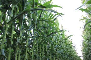 green grass background