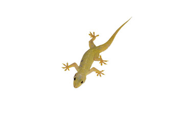 Naklejka premium House lizard isolated white background with clipping path