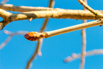 Macro photo of flower bud of horse chestnut (Aesculus).