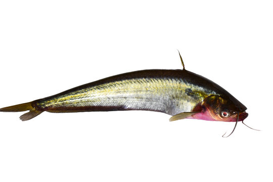 Ompok pabda (pabda catfish) fish isolated on white background 