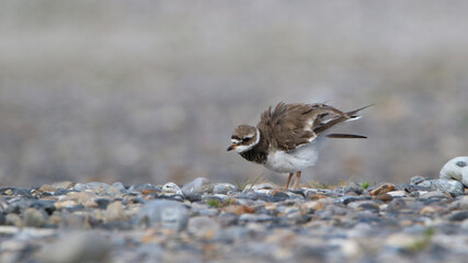 common ringed plover
