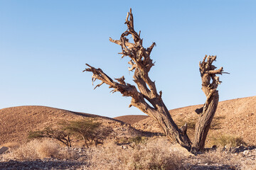 a large dead acacia tree in a dry desert stream bed in the Arava in Israel with barren brown hills and a clear blue sky in the background