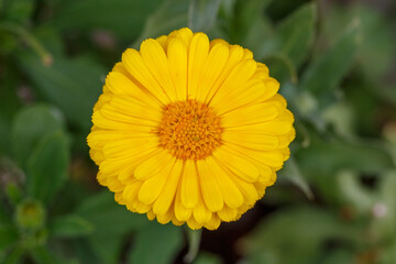 野花　黄色の花