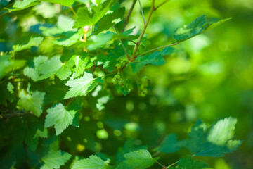 Unripe green berries of currant on a green background on a summer day. Green berries of a red currant hanging on branch of a bush in garden. Close-up. Concept of vegetarianism, health. Selective focus